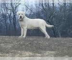 Small Photo #7  Breeder Profile in MIDDLEBURG, KY, USA