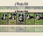 Small Photo #3  Breeder Profile in SAINT MARIES, ID, USA