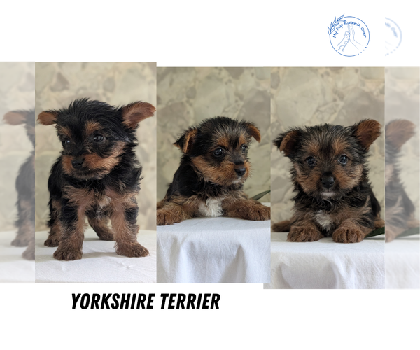 Medium Photo #4  Breeder Profile in GOSHEN, IN, USA