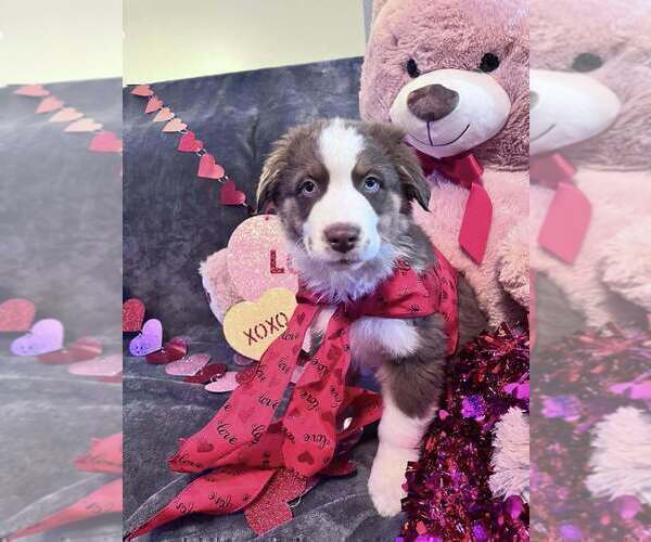 Medium Photo #20  Breeder Profile in HARRISON, OH, USA
