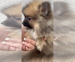 Small breeder photo