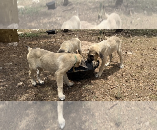 Medium Photo #1  Breeder Profile in MOUNTAIN HOME, TX, USA