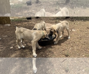 Anatolian Shepherd Dog Breeder near MOUNTAIN HOME, TX, USA