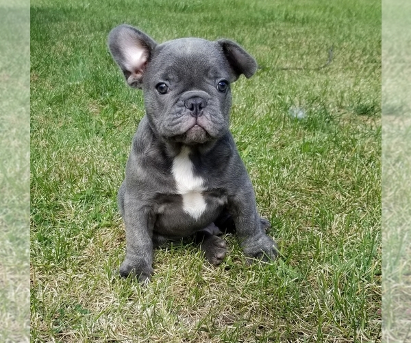 Medium Photo #1  Breeder Profile in WINNEBAGO, IL, USA