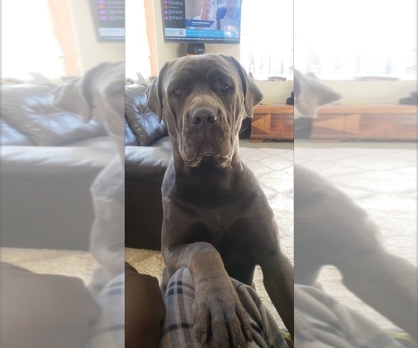 Medium Photo #1  Breeder Profile in GRANVILLE, NY, USA