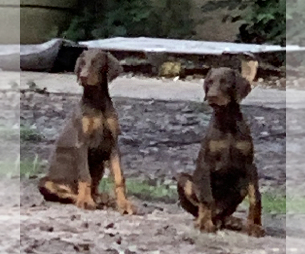 Medium Photo #1  Breeder Profile in PALMETTO, FL, USA