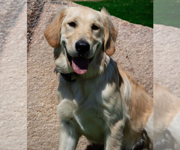 Medium Photo #3  Breeder Profile in LAS VEGAS, NV, USA