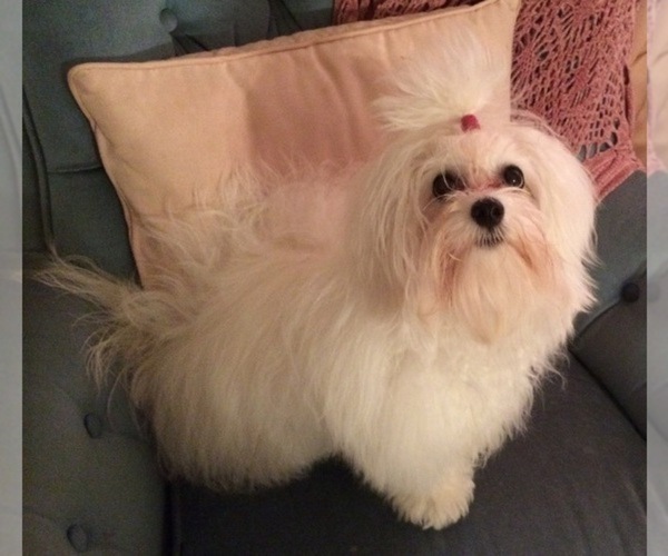 Medium Photo #1  Breeder Profile in WINNSBORO, TX, USA