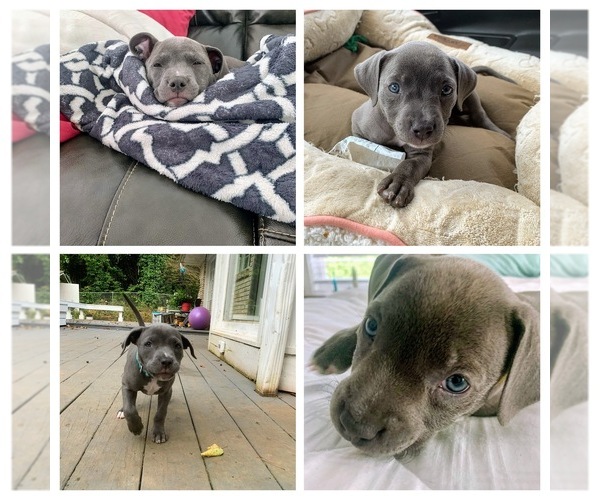 Medium Photo #1  Breeder Profile in PEACHTREE CORNERS, GA, USA