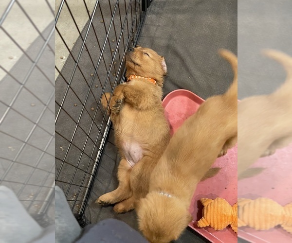 Medium Photo #36  Breeder Profile in CHINO VALLEY, AZ, USA