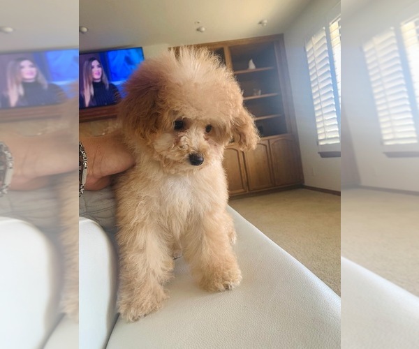 Medium Photo #27  Breeder Profile in VICTORVILLE, CA, USA