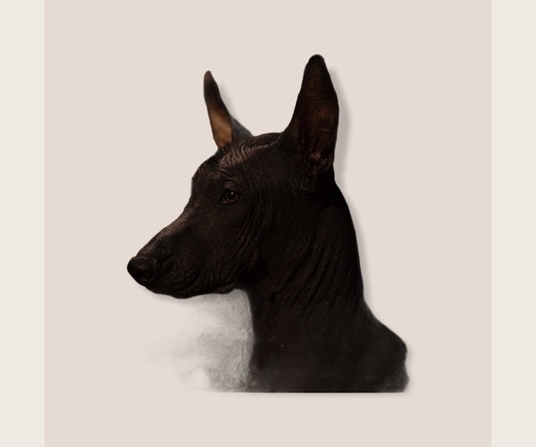 Medium Photo #1  Breeder Profile in MERCED, CA, USA