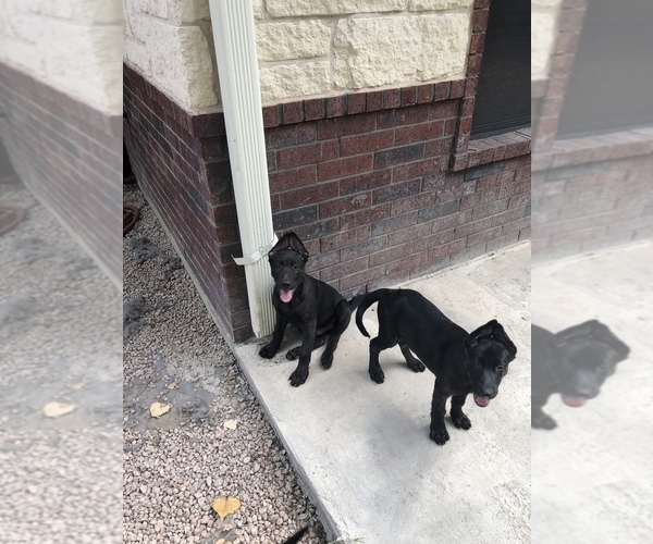 Medium Photo #1  Breeder Profile in SALADO, TX, USA