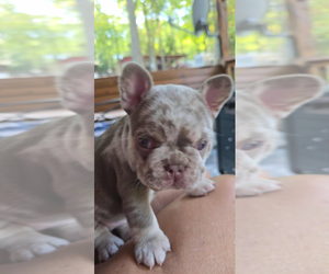French Bulldog Dog Breeder near FARMINGTON, PA, USA