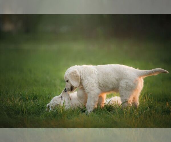 Medium Photo #4  Breeder Profile in VALDERS, WI, USA