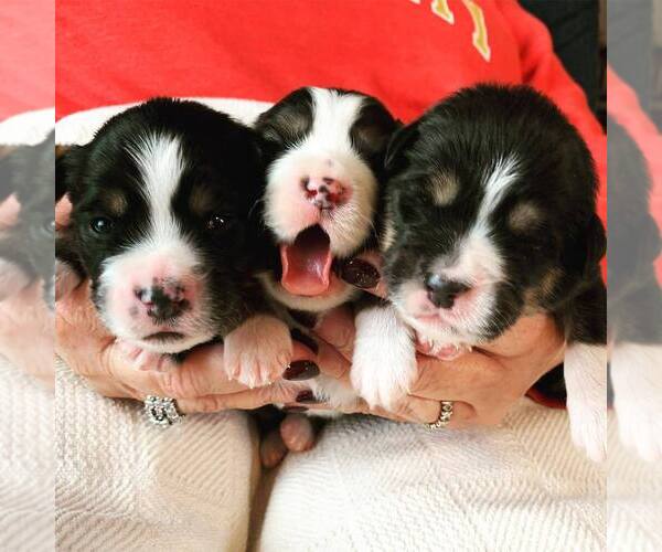 Medium Photo #2  Breeder Profile in CLEVELAND, MO, USA