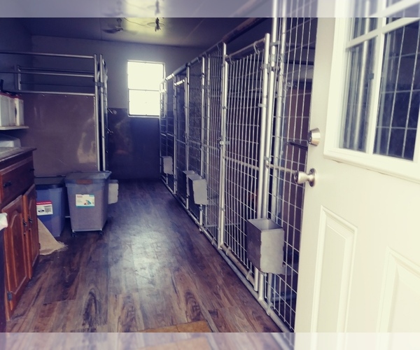 Medium Photo #4  Breeder Profile in MILLERSBURG, OH, USA