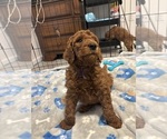 Small #13 Breeder Profile image