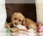 Small #14 Breeder Profile image