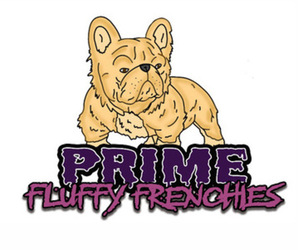 French Bulldog Dog Breeder near HOUSTON, TX, USA