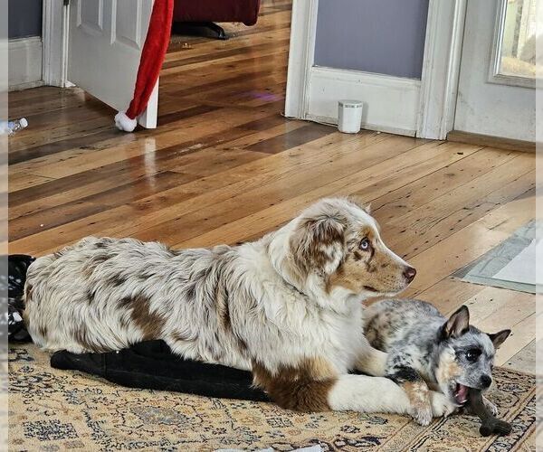 Medium Photo #2  Breeder Profile in ROSEDALE, VA, USA