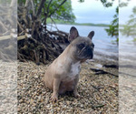 Small Photo #4  Breeder Profile in MIAMI, FL, USA