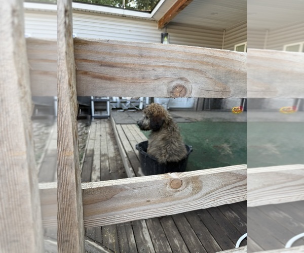 Medium Photo #18  Breeder Profile in DEER PARK, WA, USA