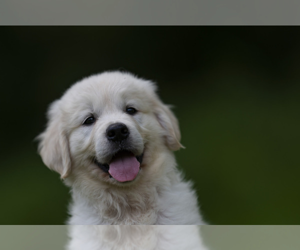Medium Photo #21  Breeder Profile in ROWLEY, MA, USA
