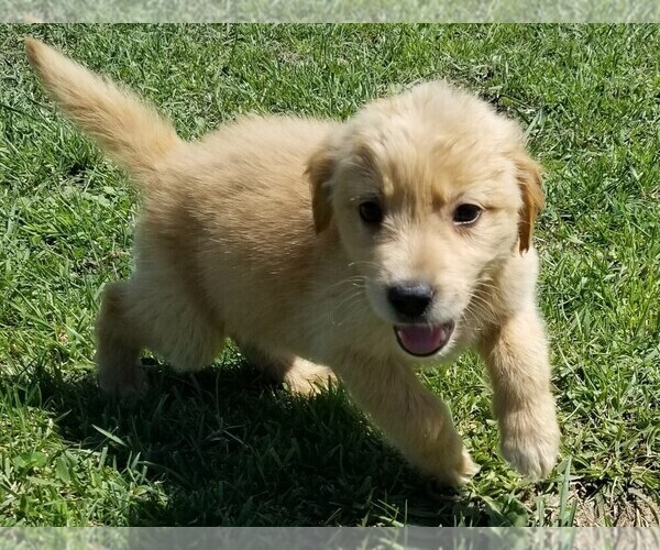Medium Photo #2  Breeder Profile in LAKELAND, FL, USA