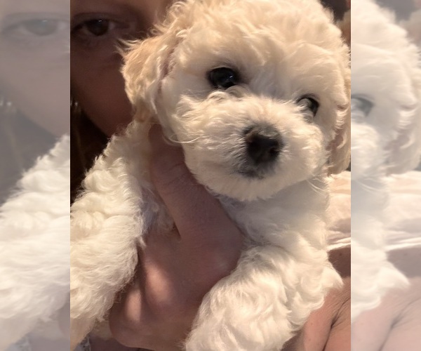 Medium Photo #2  Breeder Profile in WARE, MA, USA