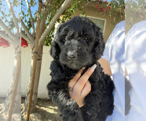 Medium Photo #1  Breeder Profile in SAN JACINTO, CA, USA