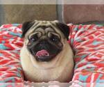 Small #1 Breeder Profile image