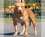 Small Photo #7  Breeder Profile in CLEARWATER, FL, USA