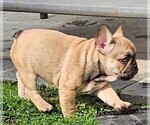 Small #66 Breeder Profile image