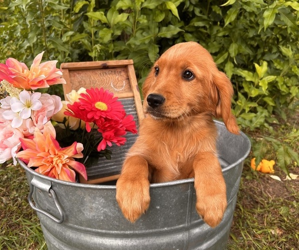 Medium Photo #2  Breeder Profile in BLACK RIVER FALLS, WI, USA