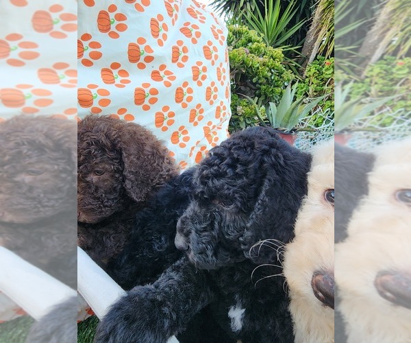 Medium Photo #7  Breeder Profile in OXNARD, CA, USA