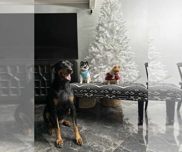 Medium Photo #13  Breeder Profile in BELLFLOWER, CA, USA