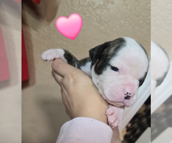 Medium Photo #14  Breeder Profile in SANTA ANA, CA, USA