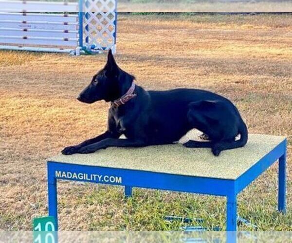 Medium Photo #6  Breeder Profile in BROOKSVILLE, FL, USA