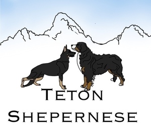 Euro Mountain Sheparnese Dog Breeder near ASHTON, ID, USA