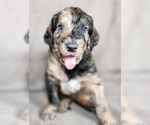 Small #3 Breeder Profile image