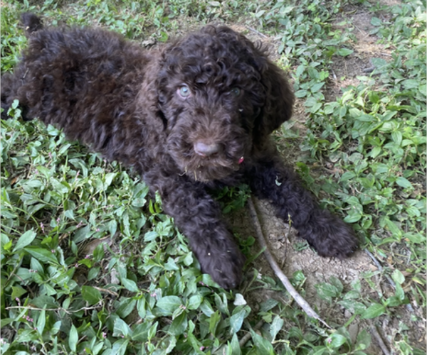 Medium Photo #22  Breeder Profile in DEXTER, MO, USA