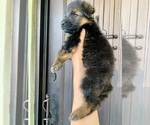 Small #196 Breeder Profile image