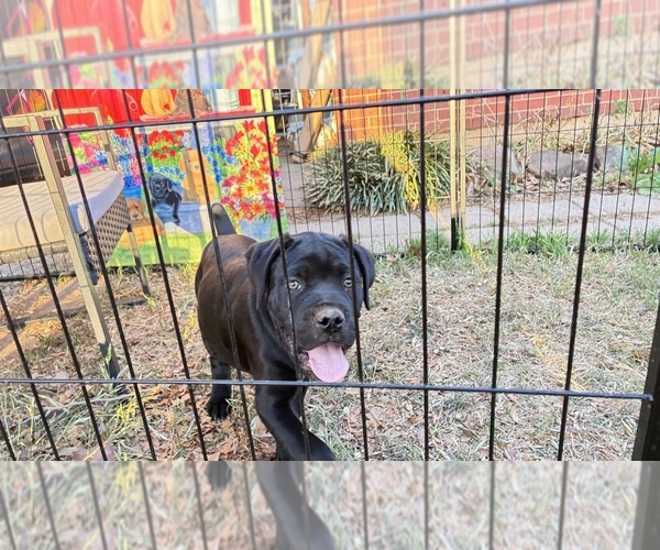 Medium Photo #6  Breeder Profile in NORMAN, OK, USA