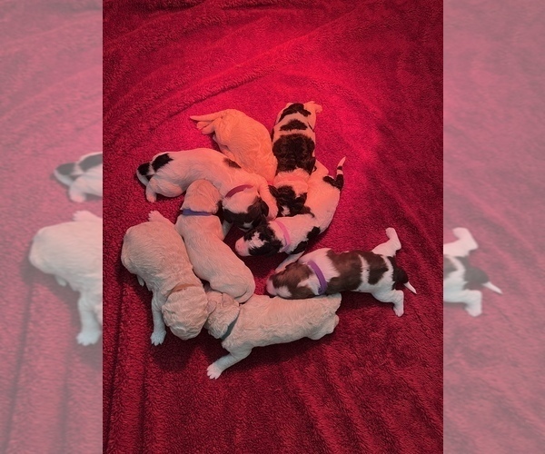 Medium Photo #1  Breeder Profile in QUEEN CREEK, AZ, USA