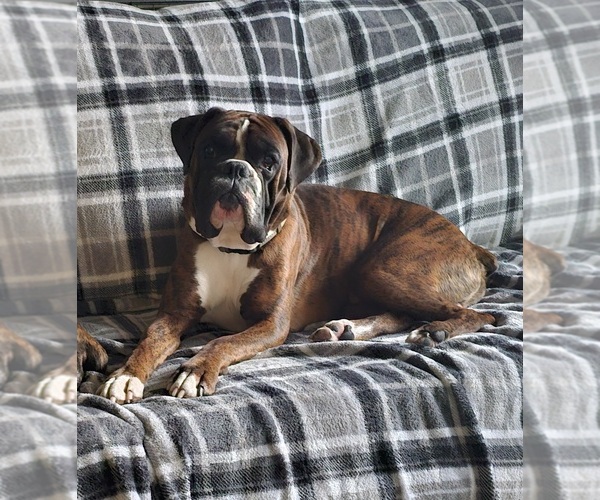 Medium Photo #1  Breeder Profile in BRIGHTON, CO, USA