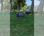 Small Photo #10  Breeder Profile in WALNUT GROVE, MO, USA