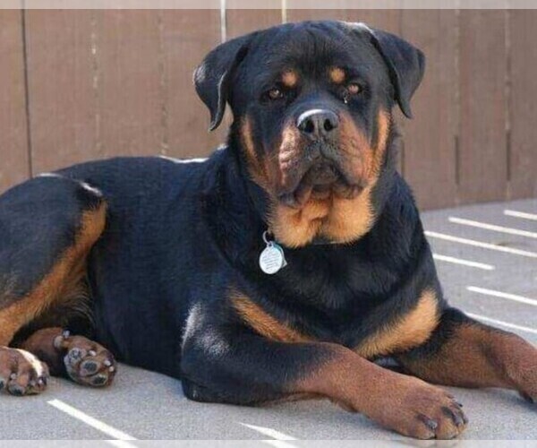 Medium Photo #5  Breeder Profile in ELK GROVE, CA, USA