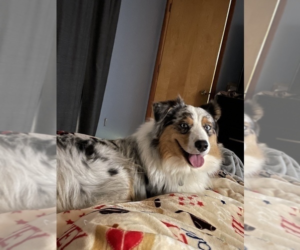 Medium Photo #1  Breeder Profile in KINGSPORT, TN, USA