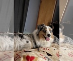 Small breeder photo
